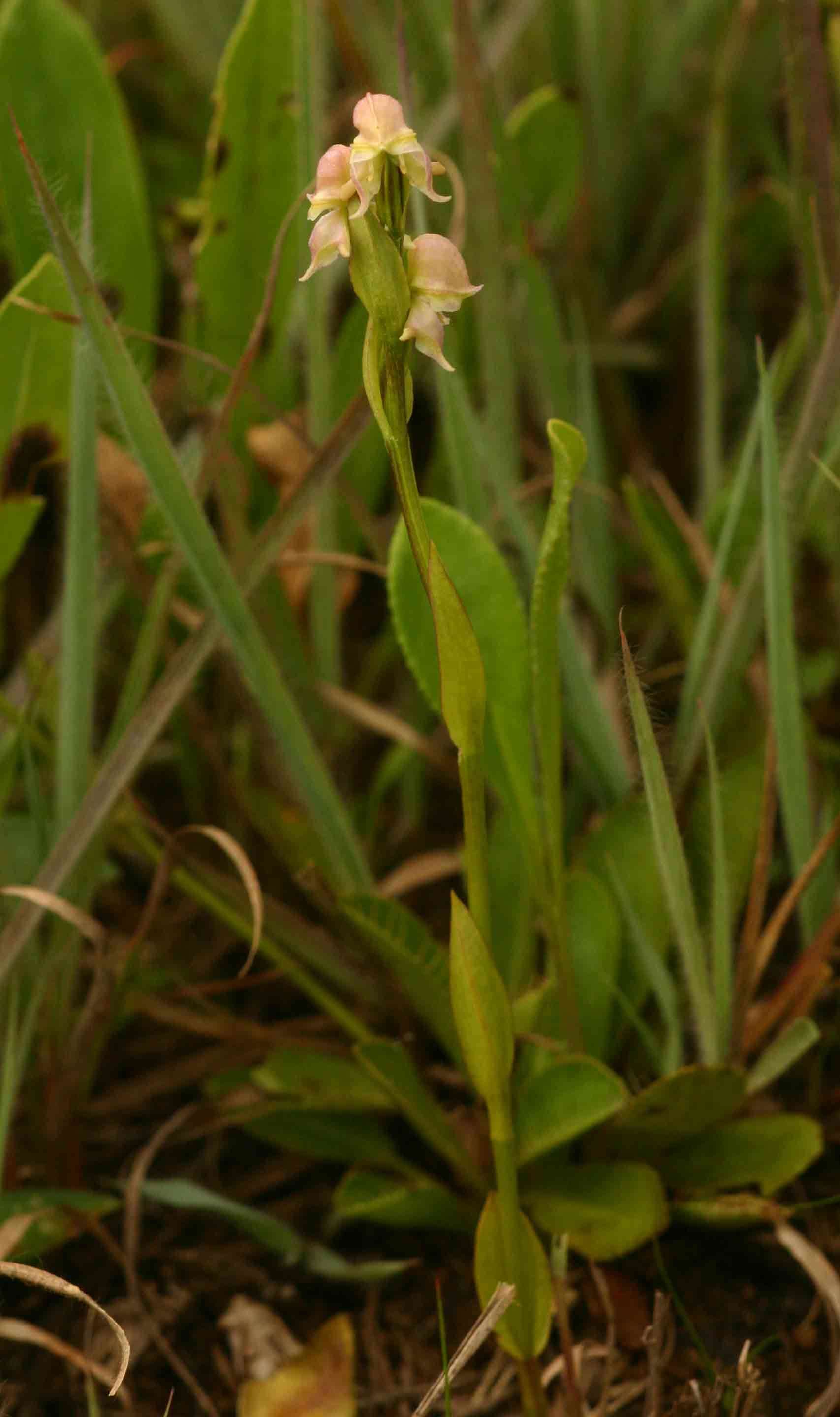 Image of Disperis concinna Schltr.