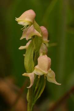 Image of Disperis concinna Schltr.