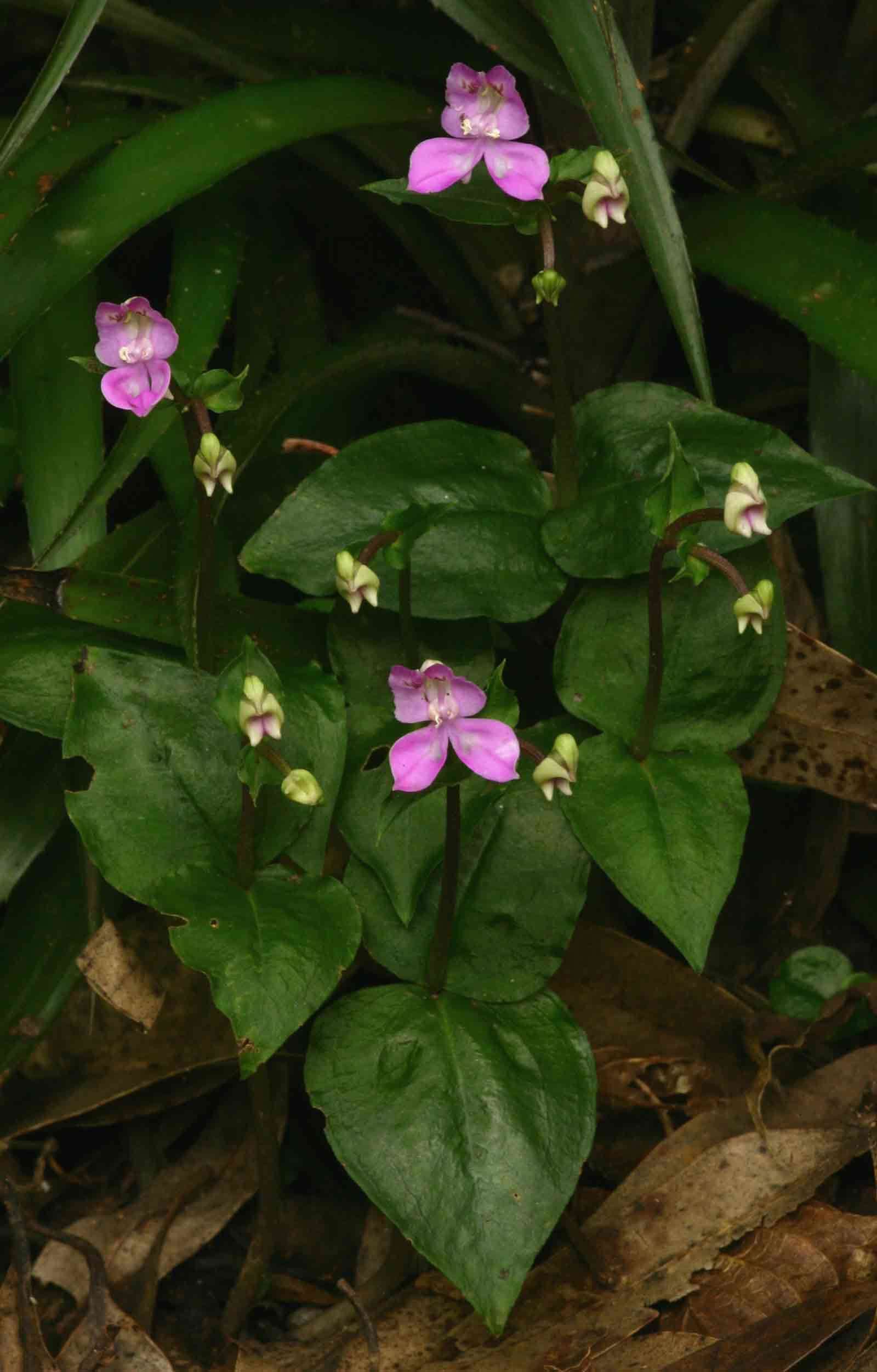 Image of Disperis dicerochila Summerh.