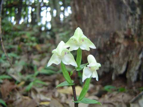 Image of Disperis lindleyana Rchb. fil.