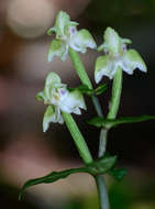 Image of Disperis lindleyana Rchb. fil.