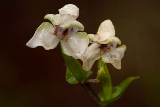 Image of Disperis lindleyana Rchb. fil.