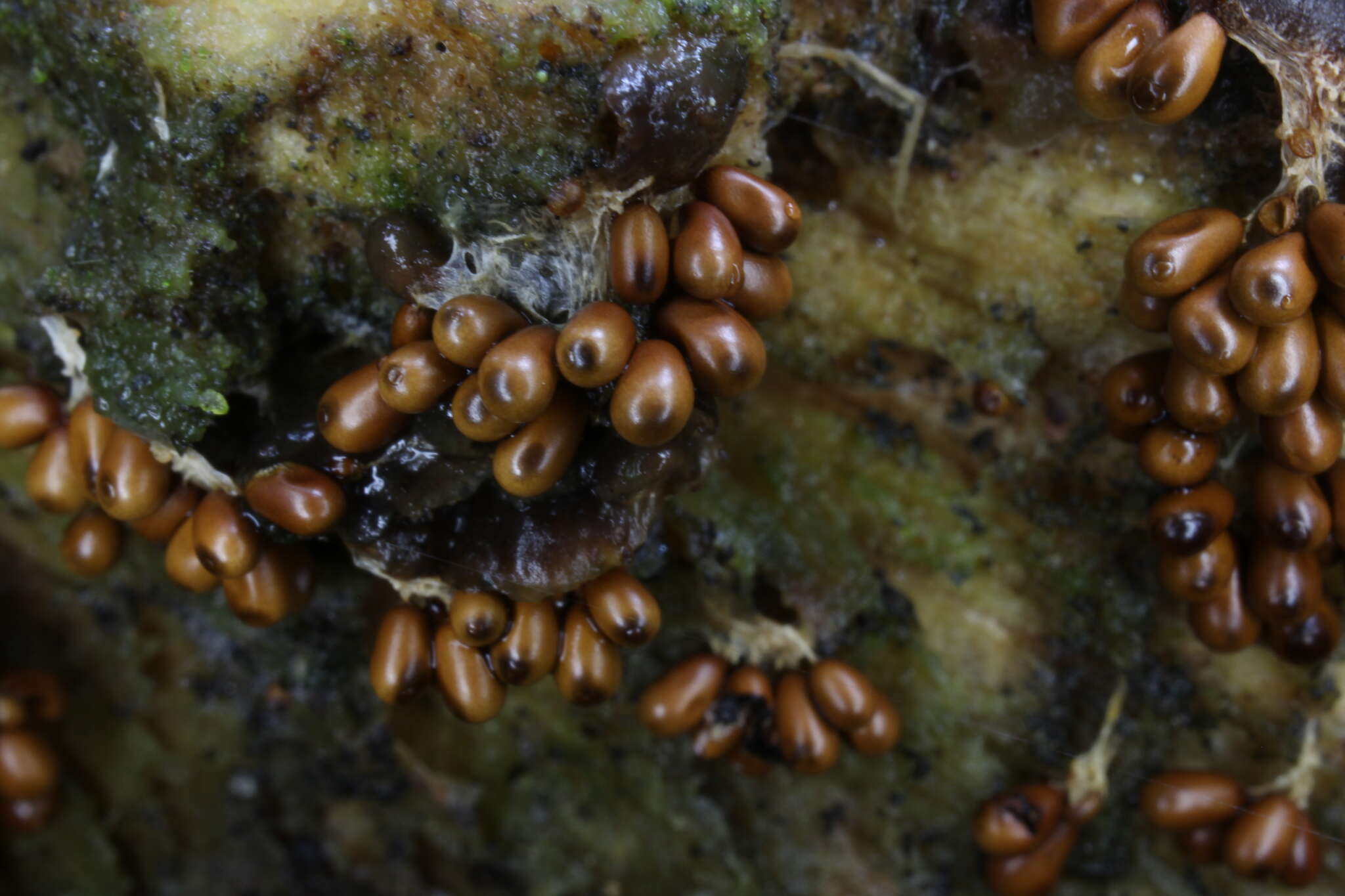 Image of Egg-shell Slime Mould