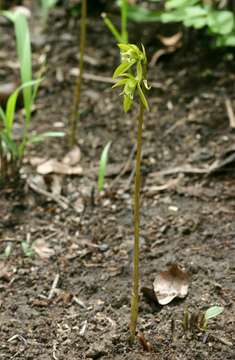 Image of Shield orchids