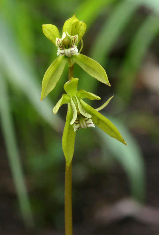 Image of Shield orchids