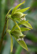 Image of Shield orchids