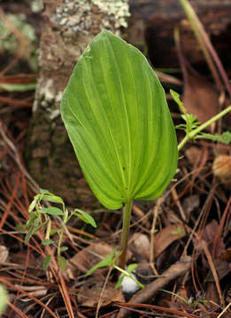 Image of Nervilia shirensis (Rolfe) Schltr.