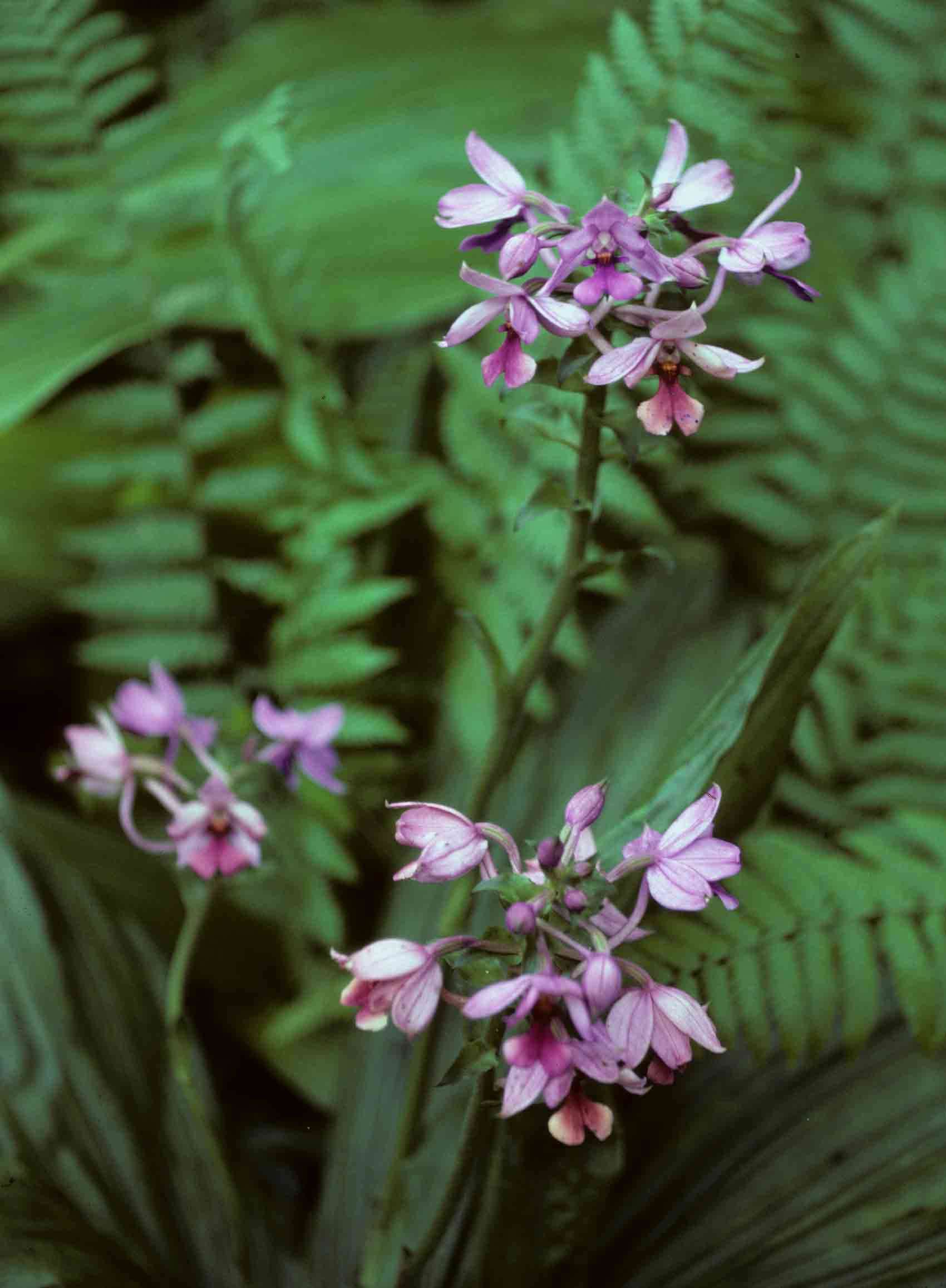 Image of Calanthe