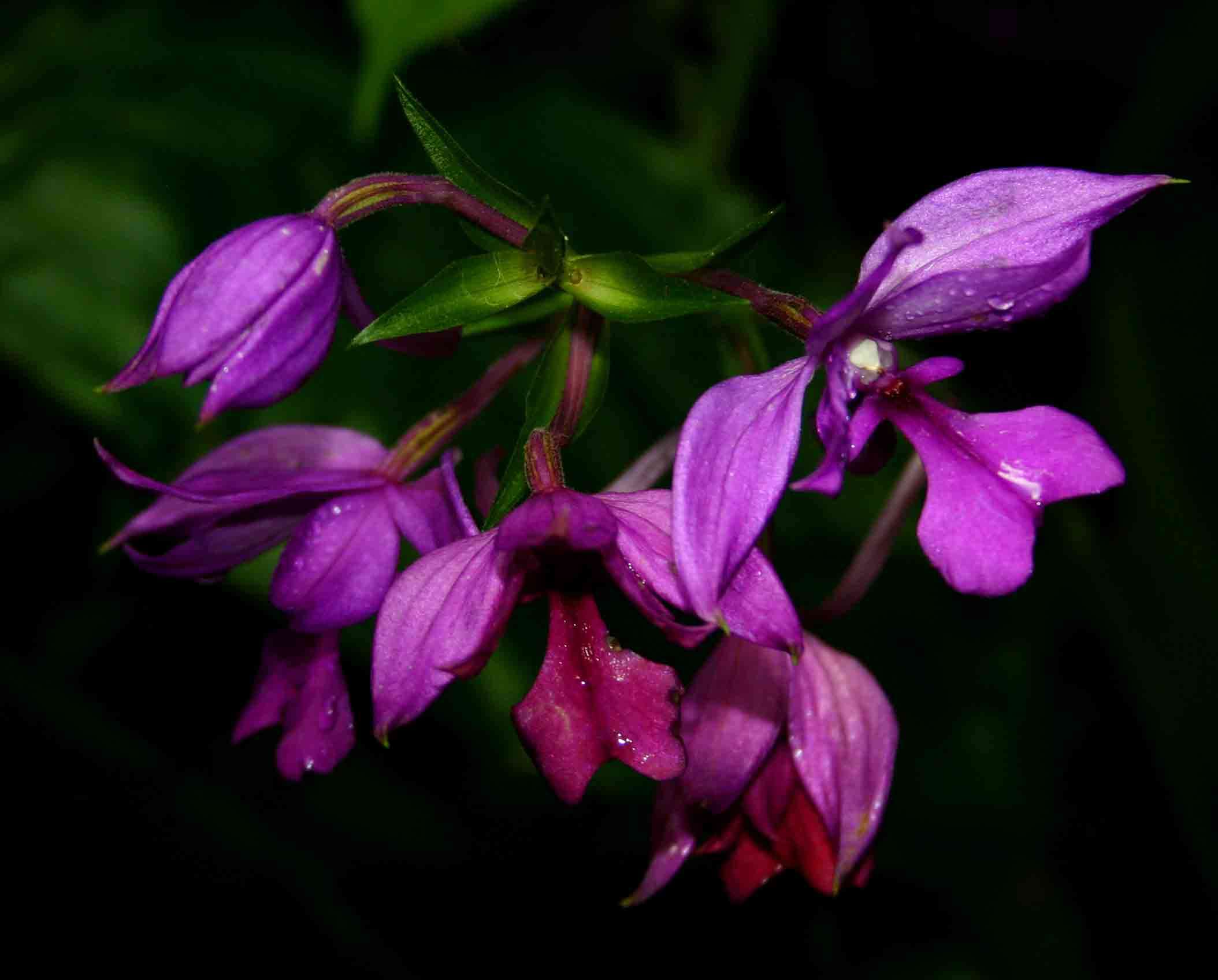 Image of Calanthe