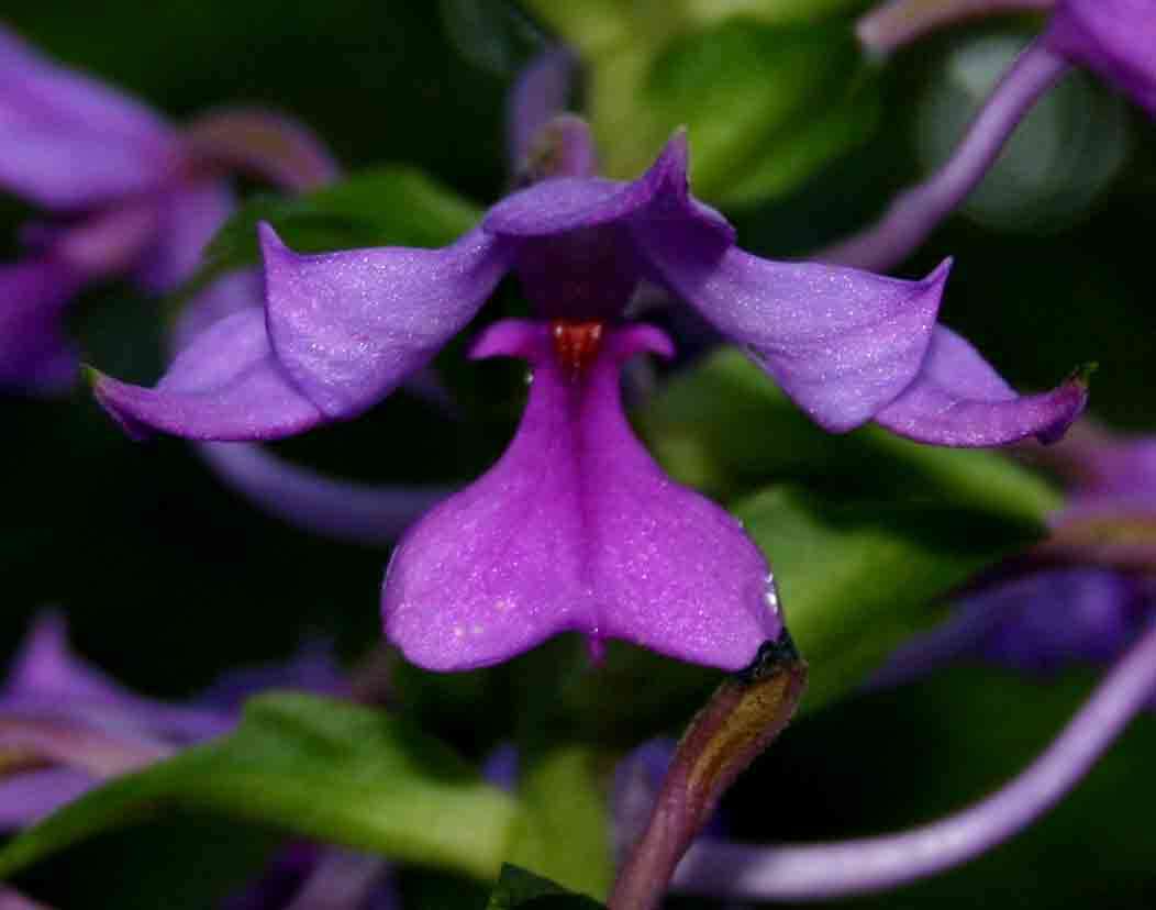 Image of Calanthe