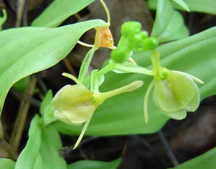 Image of Widelip orchid