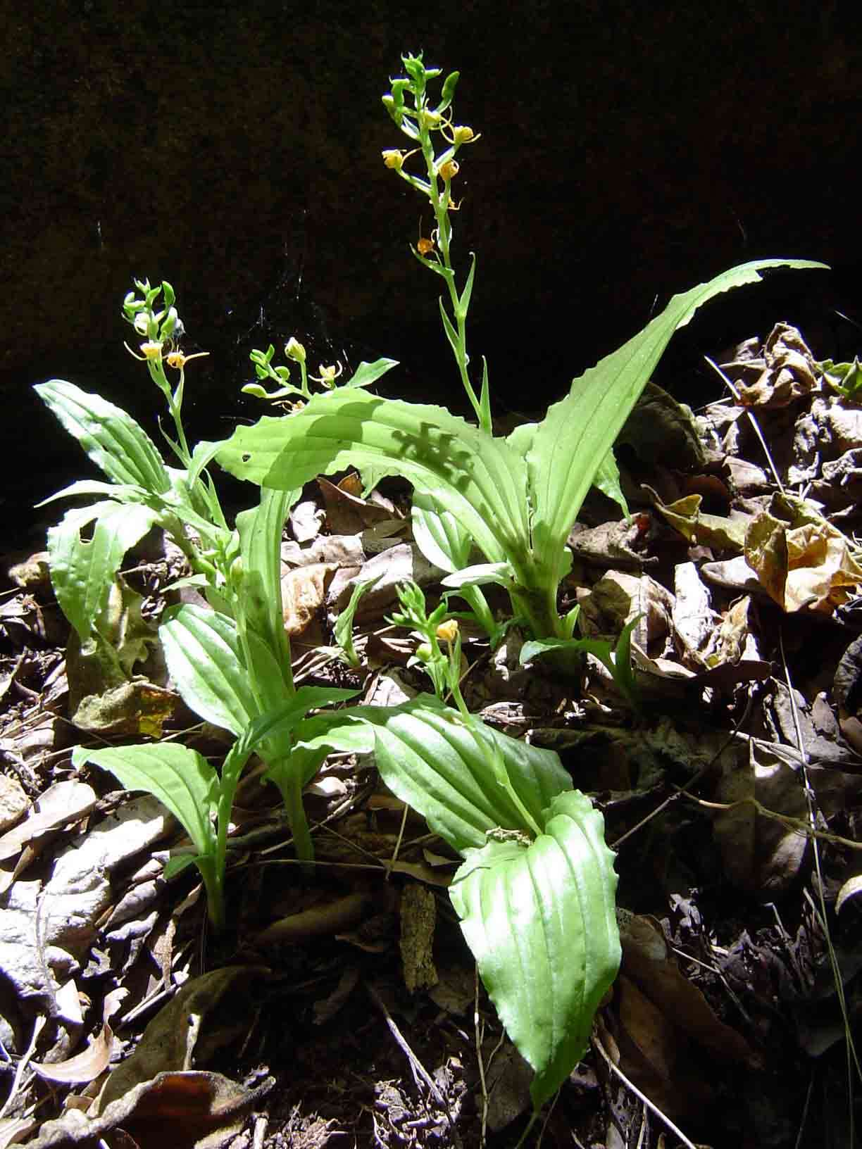 Image of Widelip orchid