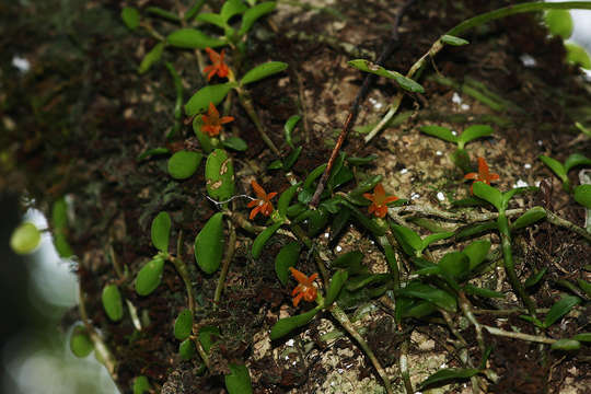 Sivun Stolzia repens var. obtusa G. Will. kuva