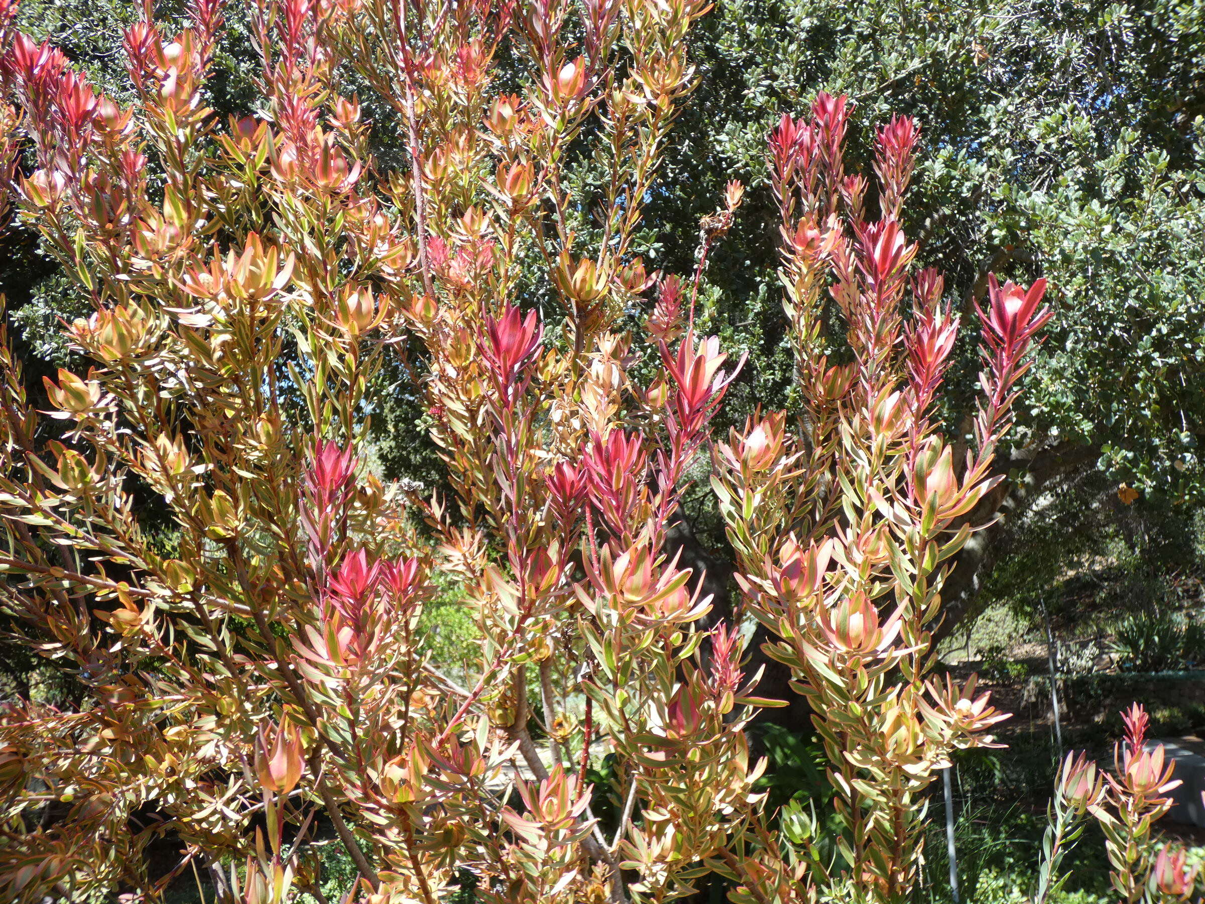 Image of Common Sunshine Conebush