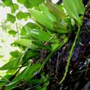 Image of Bulbophyllum ballii P. J. Cribb