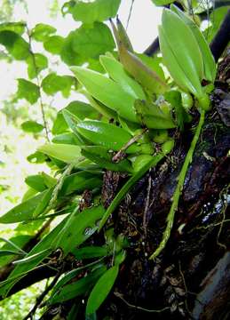 Image of Bulbophyllum ballii P. J. Cribb