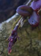 Image of Bulbophyllum elliotii Rolfe