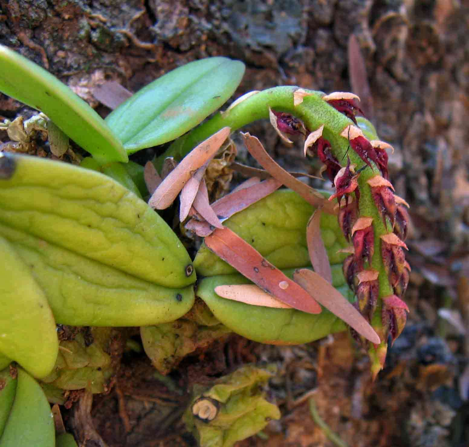 Image of Bulbophyllum elliotii Rolfe