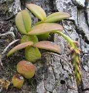 Image of Bulbophyllum elliotii Rolfe