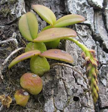 Bulbophyllum elliotii Rolfe resmi