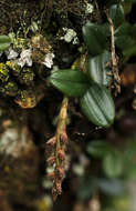 Image of Bulbophyllum elliotii Rolfe