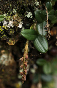 Image of Bulbophyllum elliotii Rolfe