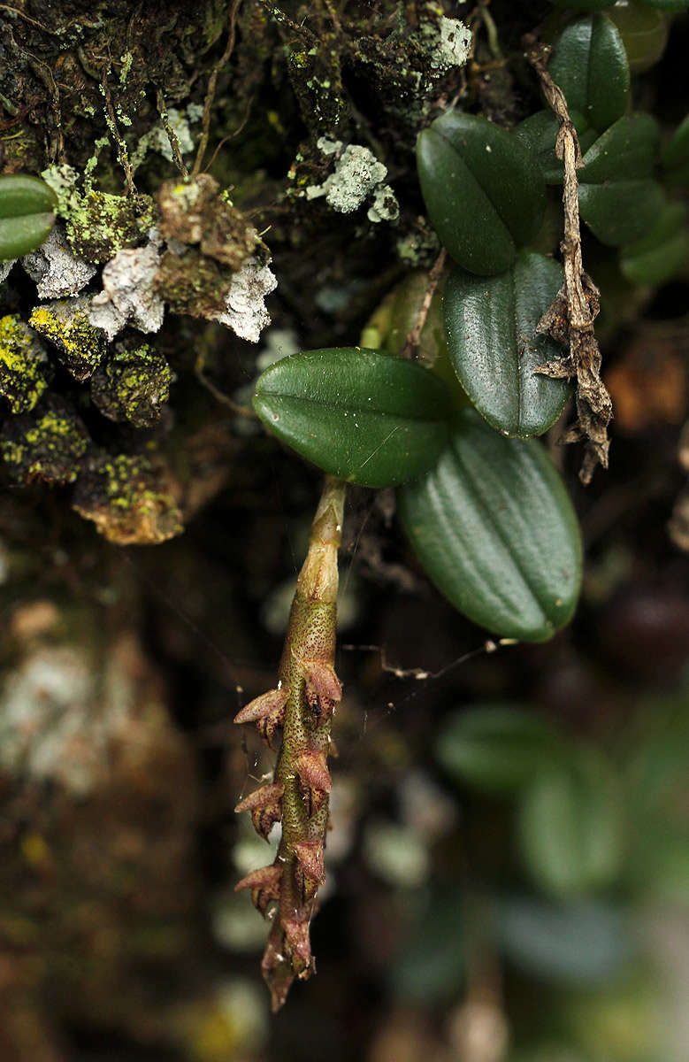 Bulbophyllum elliotii Rolfe的圖片