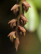 Bulbophyllum elliotii Rolfe的圖片