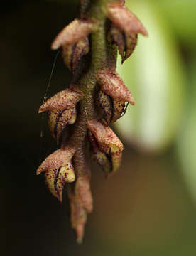 Image of Bulbophyllum elliotii Rolfe