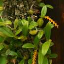Image of Bulbophyllum fuscum var. melinostachyum (Schltr.) J. J. Verm.