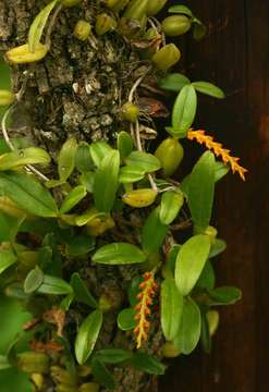 Bulbophyllum fuscum Lindl.的圖片