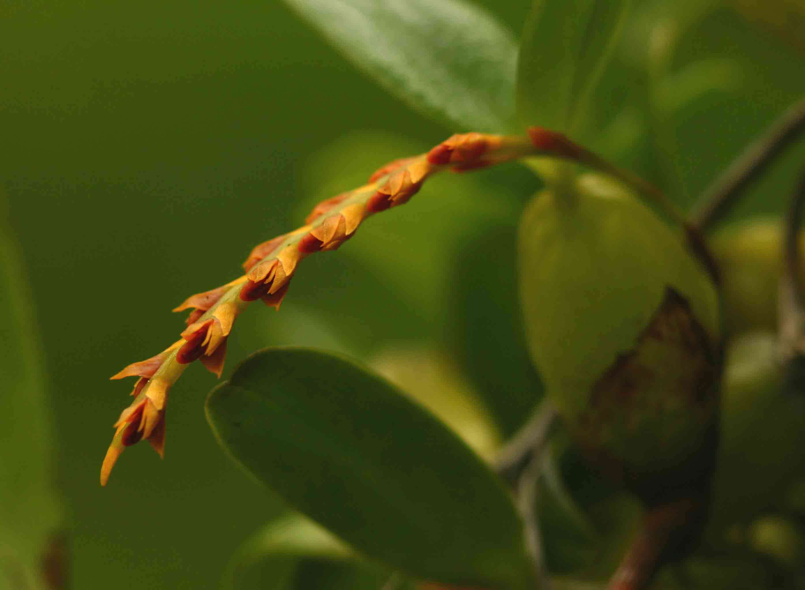 Image of Bulbophyllum fuscum Lindl.