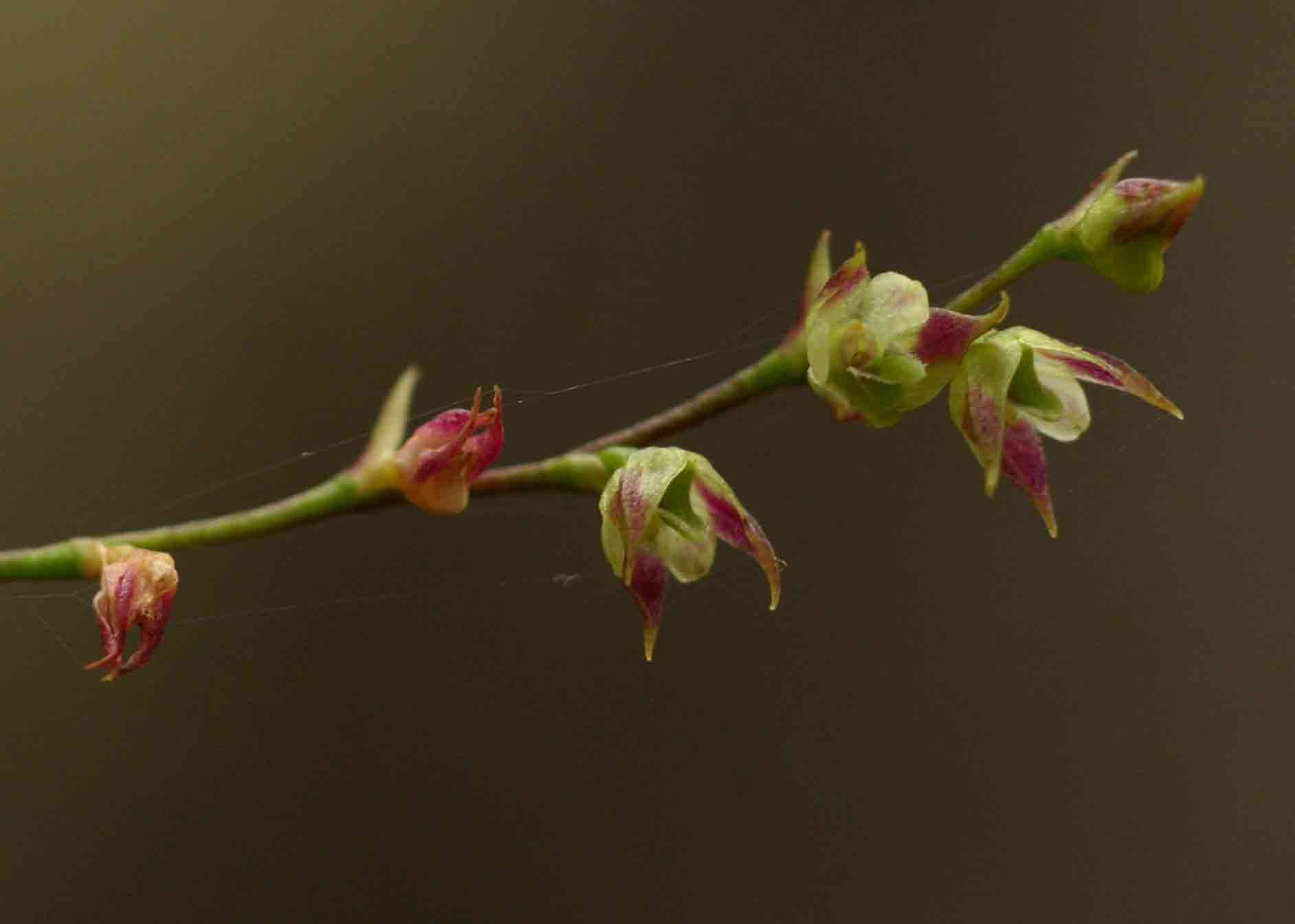 Image of Bulbophyllum intertextum Lindl.