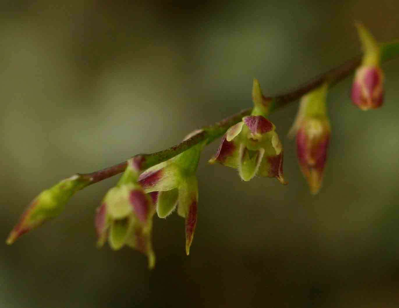 Image of Bulbophyllum intertextum Lindl.