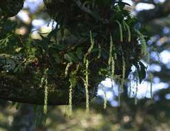 Bulbophyllum josephi (Kuntze) Summerh.的圖片