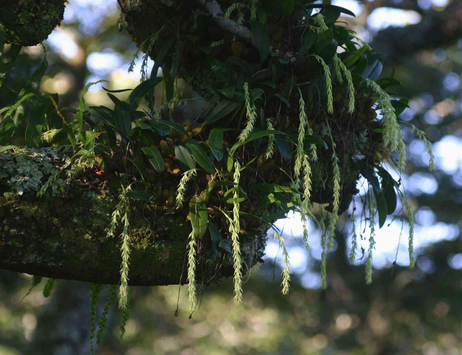 Image of Bulbophyllum josephi (Kuntze) Summerh.