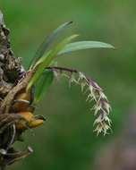 Image of Bulbophyllum josephi (Kuntze) Summerh.