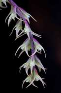 Image of Bulbophyllum josephi (Kuntze) Summerh.