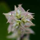 Слика од Bulbophyllum josephi (Kuntze) Summerh.