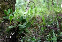 Sivun Bulbophyllum maximum (Lindl.) Rchb. fil. kuva