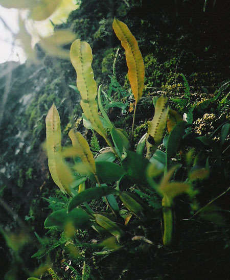 Image of Bulbophyllum maximum (Lindl.) Rchb. fil.