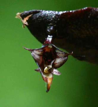 Image de Bulbophyllum maximum (Lindl.) Rchb. fil.