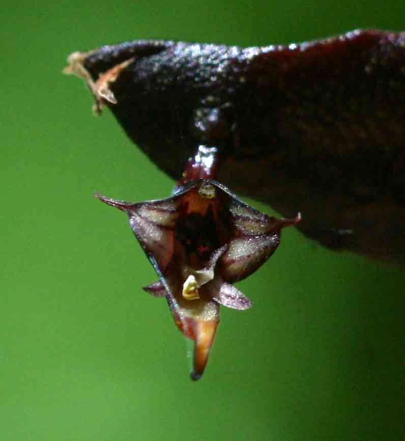 Image of Bulbophyllum maximum (Lindl.) Rchb. fil.