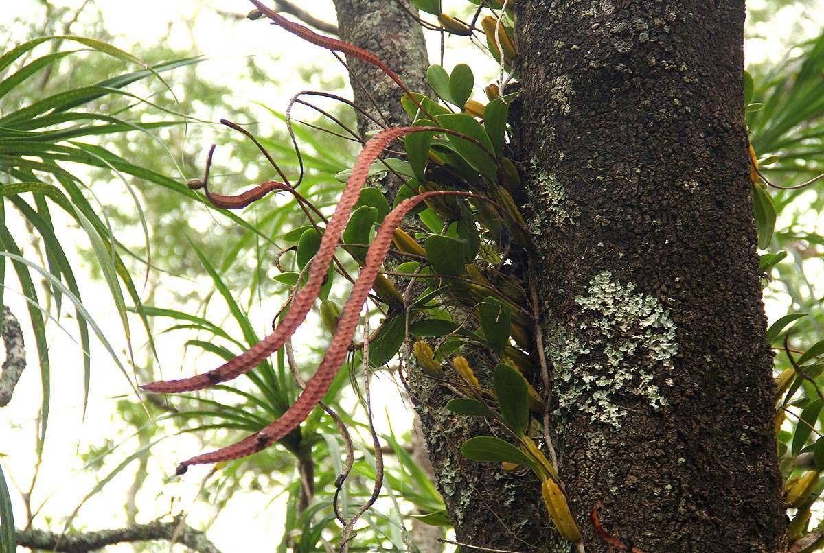 Imagem de Bulbophyllum maximum (Lindl.) Rchb. fil.