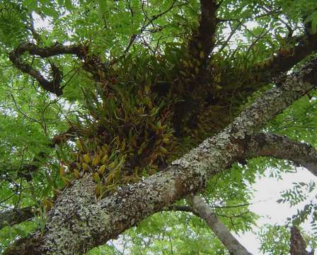 Image of Bulbophyllum sandersonii (Hook. fil.) Rchb. fil.