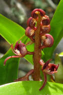 Image of Bulbophyllum sandersonii (Hook. fil.) Rchb. fil.