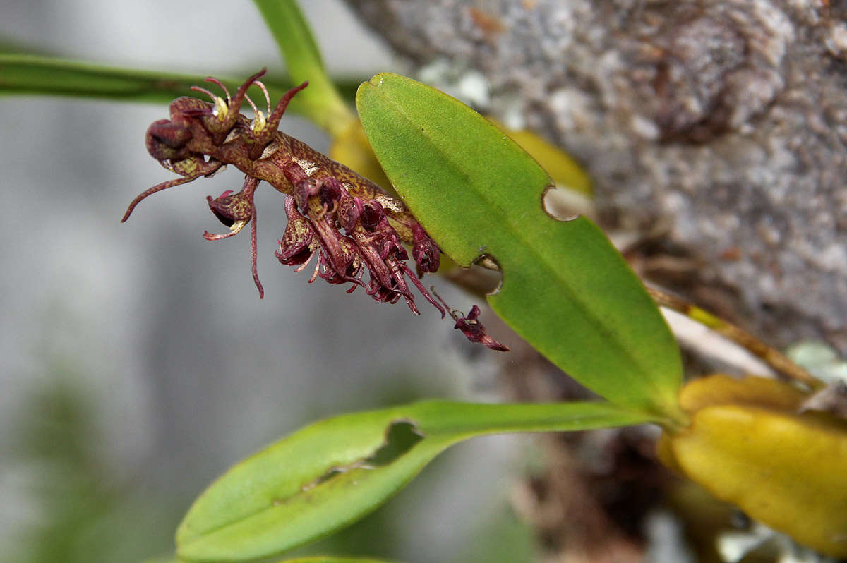 Image of Bulbophyllum sandersonii (Hook. fil.) Rchb. fil.