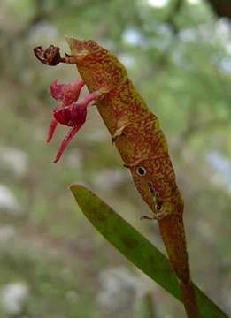 Imagem de Bulbophyllum sandersonii (Hook. fil.) Rchb. fil.