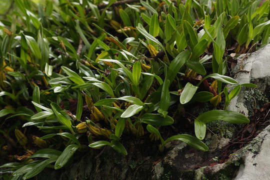 Image of Bulbophyllum sandersonii (Hook. fil.) Rchb. fil.