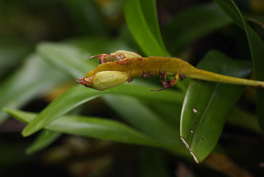 Image of Bulbophyllum sandersonii (Hook. fil.) Rchb. fil.